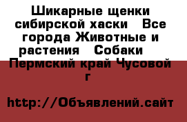 Шикарные щенки сибирской хаски - Все города Животные и растения » Собаки   . Пермский край,Чусовой г.